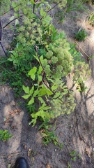Angelica archangelica litoralis
