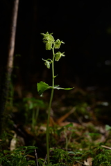 Neottia meifongensis