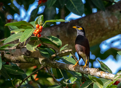 Acridotheres tristis