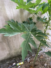 Carica papaya