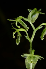 Neottia meifongensis