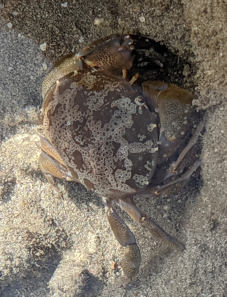 Floral Egg Crab