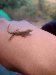 Cnemaspis mahabali