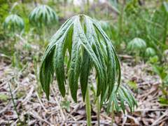Syneilesis aconitifolia