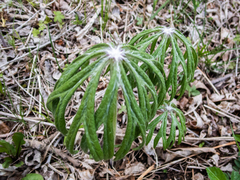Syneilesis aconitifolia