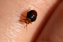 Geocoris erythrocephalus