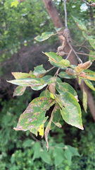 Celtis bungeana