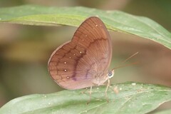 Faunis canens arcesilas