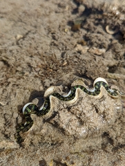 Tridacna noae