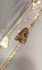 Feliniopsis leucostigma