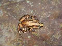 Adenomera hylaedactyla