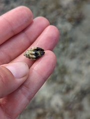 Muricoidea