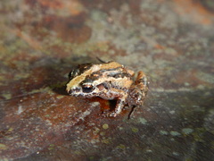 Adenomera hylaedactyla