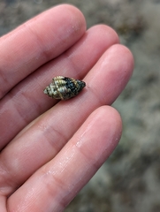 Muricoidea
