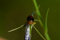 Geocoris erythrocephalus