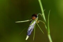 Geocoris erythrocephalus