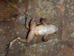 Adenomera hylaedactyla