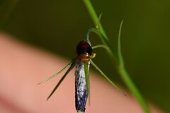 Geocoris erythrocephalus