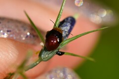 Geocoris erythrocephalus
