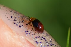 Geocoris erythrocephalus