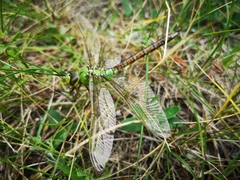 Odonata