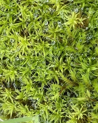 Pseudocrossidium crinitum