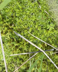 Pseudocrossidium crinitum