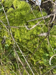 Pseudocrossidium crinitum