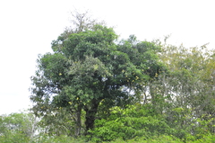 Mangifera gedebe