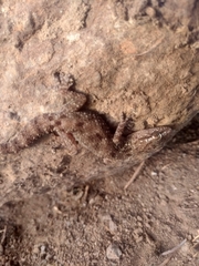 Hemidactylus murrayi