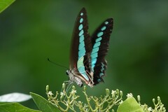 Graphium sarpedon luctatius