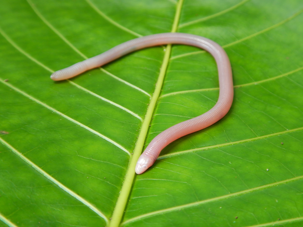Slevin's Worm Lizard