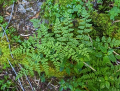 Athyrium atkinsonii