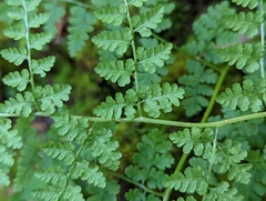 Athyrium atkinsonii