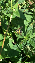 Chrysotoxum bicinctum