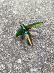 Chrysochroa fulgidissima