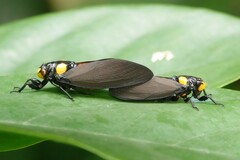 Huechys fusca