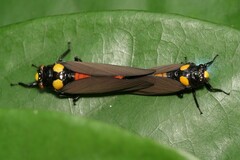 Huechys fusca