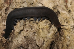 Peripatopsis lawrencei