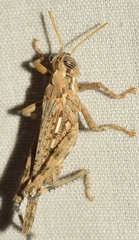 Dericorys carthagonovae