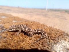 Hemidactylus sataraensis