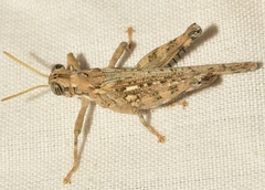 Dericorys carthagonovae