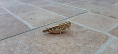 Calliptamus italicus