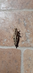 Calliptamus italicus