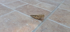 Calliptamus italicus