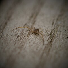 Ebo latithorax