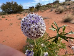 Trachymene glaucifolia
