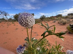 Trachymene glaucifolia
