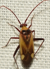 Adelphocoris falukei