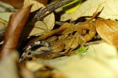 Hemidactylus platycephalus